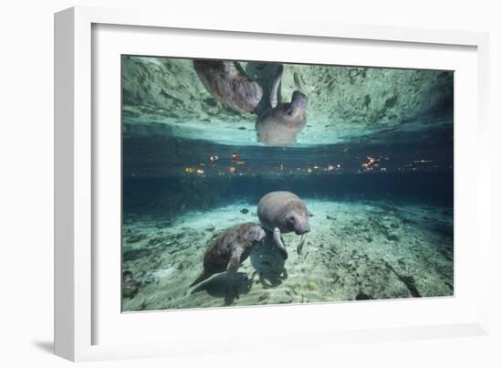 W Indian Manatee Mother & Baby "Sea Cow" (Trichechus Manatus), Crystal River, 3 Sisters Spring, FL-Karine Aigner-Framed Photographic Print