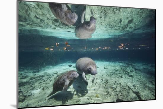 W Indian Manatee Mother & Baby "Sea Cow" (Trichechus Manatus), Crystal River, 3 Sisters Spring, FL-Karine Aigner-Mounted Photographic Print