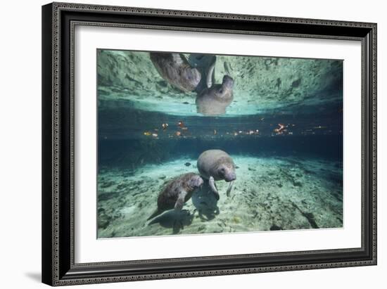 W Indian Manatee Mother & Baby "Sea Cow" (Trichechus Manatus), Crystal River, 3 Sisters Spring, FL-Karine Aigner-Framed Photographic Print