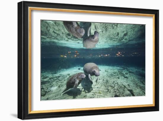 W Indian Manatee Mother & Baby "Sea Cow" (Trichechus Manatus), Crystal River, 3 Sisters Spring, FL-Karine Aigner-Framed Photographic Print