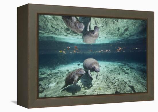 W Indian Manatee Mother & Baby "Sea Cow" (Trichechus Manatus), Crystal River, 3 Sisters Spring, FL-Karine Aigner-Framed Premier Image Canvas