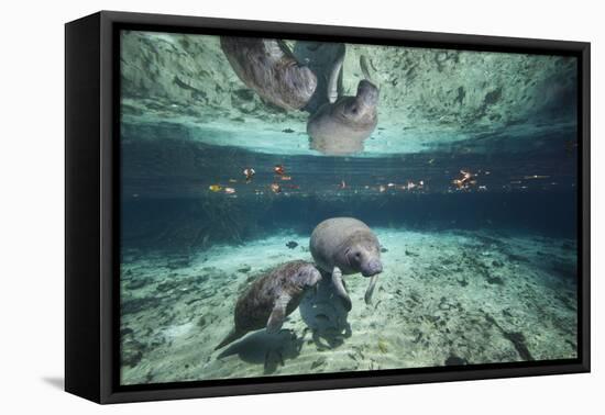 W Indian Manatee Mother & Baby "Sea Cow" (Trichechus Manatus), Crystal River, 3 Sisters Spring, FL-Karine Aigner-Framed Premier Image Canvas