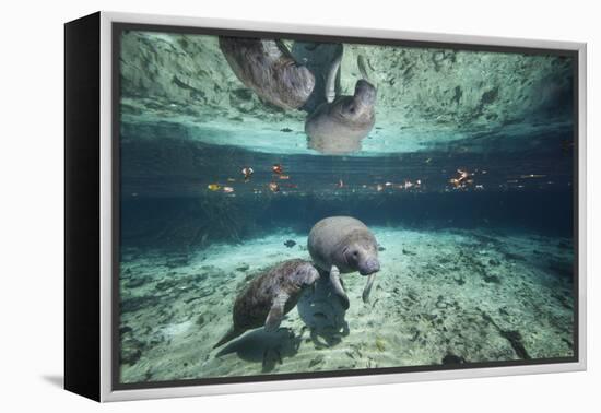 W Indian Manatee Mother & Baby "Sea Cow" (Trichechus Manatus), Crystal River, 3 Sisters Spring, FL-Karine Aigner-Framed Premier Image Canvas