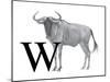 W is for Wildebeest-Stacy Hsu-Mounted Art Print