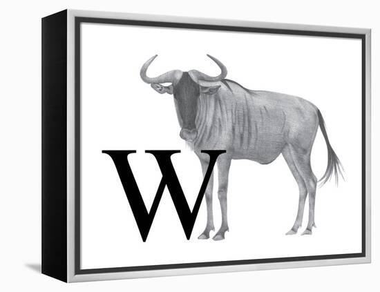 W is for Wildebeest-Stacy Hsu-Framed Stretched Canvas