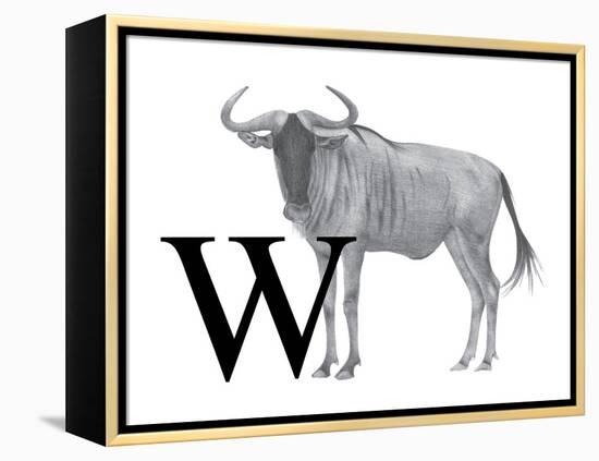 W is for Wildebeest-Stacy Hsu-Framed Stretched Canvas