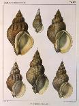 Whelk Shell-W Kobelt-Mounted Giclee Print