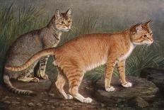 Manx and Siamese Cats-W. Luker-Photographic Print