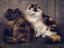 Manx and Siamese Cats-W. Luker-Photographic Print