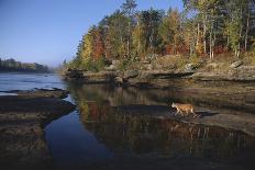 Cougar Walking along the Kettle River-W. Perry Conway-Framed Photographic Print