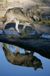 Grey Wolf Walking along the Kettle River-W. Perry Conway-Photographic Print