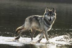 Grey Wolf and Reflection in Water-W^ Perry Conway-Photographic Print