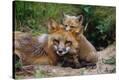 Stretched Canvas Print