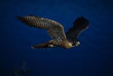 Peregrine Falcon in Flight-W^ Perry Conway-Photographic Print