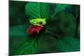 Photographic Print