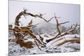 Premium Photographic Print