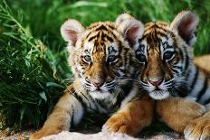 Two Siberian Tiger Cubs-W^ Perry Conway-Photographic Print