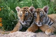 Two Siberian Tiger Cubs-W^ Perry Conway-Photographic Print