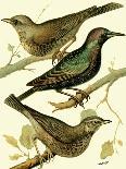 Domestic Bird Family III-W. Rutledge-Art Print