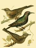 Domestic Bird Family VI-W. Rutledge-Art Print