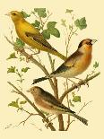 Domestic Bird Family I-W. Rutledge-Art Print