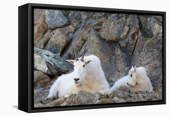 Wa, Alpine Lakes Wilderness, Ingalls Lake Area, Nanny Goat and Kid-Jamie And Judy Wild-Framed Premier Image Canvas