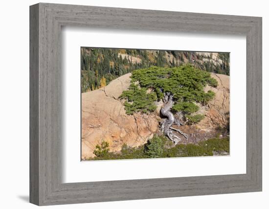 Wa, Alpine Lakes Wilderness, Twisted Fir Tree, Near Mount Stuart-Jamie And Judy Wild-Framed Photographic Print