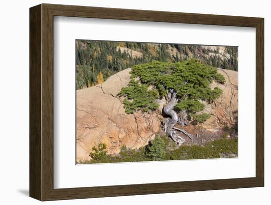 Wa, Alpine Lakes Wilderness, Twisted Fir Tree, Near Mount Stuart-Jamie And Judy Wild-Framed Photographic Print
