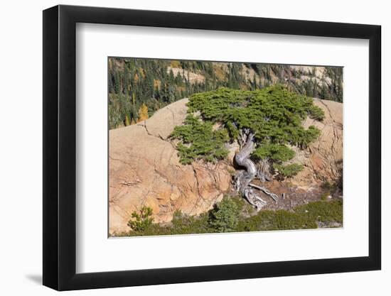 Wa, Alpine Lakes Wilderness, Twisted Fir Tree, Near Mount Stuart-Jamie And Judy Wild-Framed Photographic Print