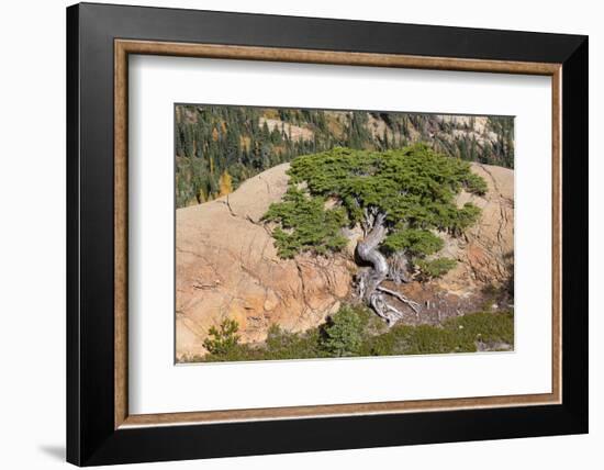 Wa, Alpine Lakes Wilderness, Twisted Fir Tree, Near Mount Stuart-Jamie And Judy Wild-Framed Photographic Print