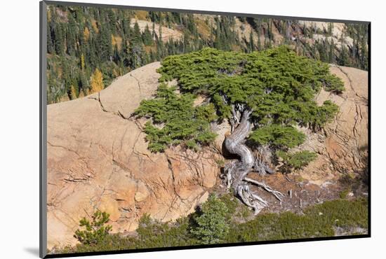 Wa, Alpine Lakes Wilderness, Twisted Fir Tree, Near Mount Stuart-Jamie And Judy Wild-Mounted Photographic Print
