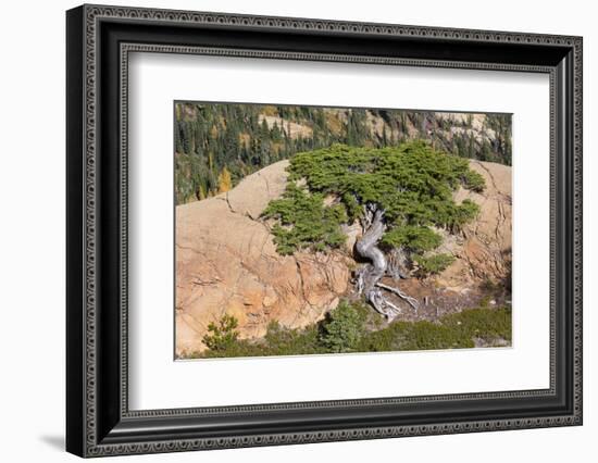 Wa, Alpine Lakes Wilderness, Twisted Fir Tree, Near Mount Stuart-Jamie And Judy Wild-Framed Photographic Print