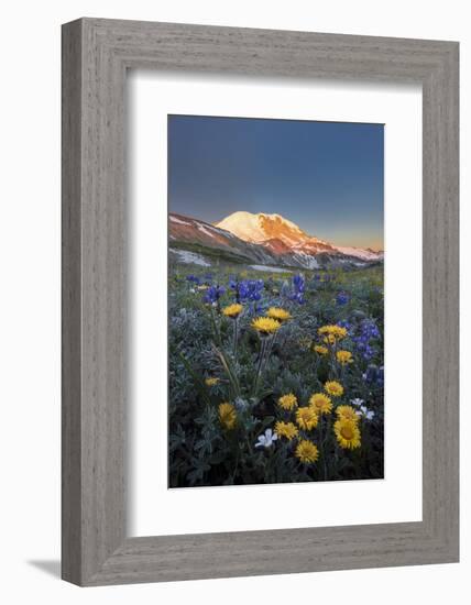 WA. Alpine wildflowers Dwarf Lupine, Tolmie's Saxifrage and Alpine Golden Daisy-Gary Luhm-Framed Photographic Print