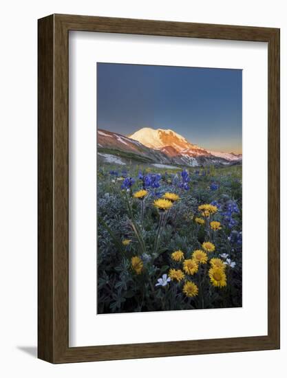 WA. Alpine wildflowers Dwarf Lupine, Tolmie's Saxifrage and Alpine Golden Daisy-Gary Luhm-Framed Photographic Print