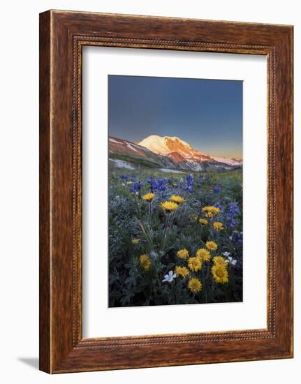 WA. Alpine wildflowers Dwarf Lupine, Tolmie's Saxifrage and Alpine Golden Daisy-Gary Luhm-Framed Photographic Print