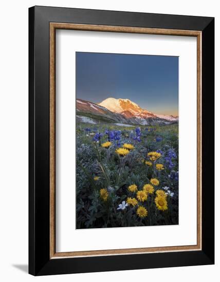 WA. Alpine wildflowers Dwarf Lupine, Tolmie's Saxifrage and Alpine Golden Daisy-Gary Luhm-Framed Photographic Print