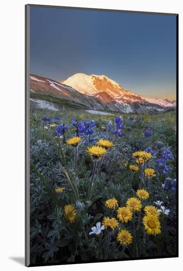 WA. Alpine wildflowers Dwarf Lupine, Tolmie's Saxifrage and Alpine Golden Daisy-Gary Luhm-Mounted Photographic Print