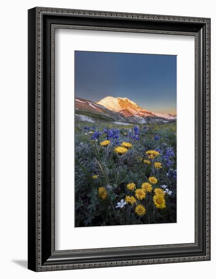 WA. Alpine wildflowers Dwarf Lupine, Tolmie's Saxifrage and Alpine Golden Daisy-Gary Luhm-Framed Photographic Print