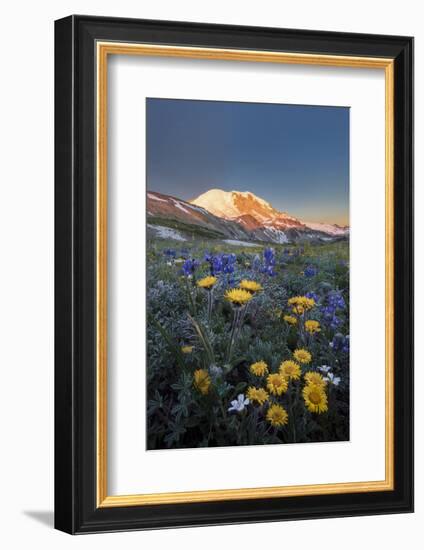 WA. Alpine wildflowers Dwarf Lupine, Tolmie's Saxifrage and Alpine Golden Daisy-Gary Luhm-Framed Photographic Print