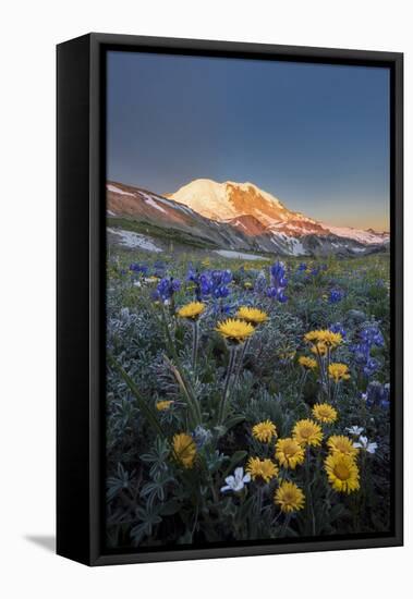 WA. Alpine wildflowers Dwarf Lupine, Tolmie's Saxifrage and Alpine Golden Daisy-Gary Luhm-Framed Premier Image Canvas