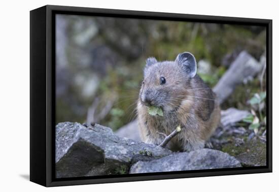 WA. American Pika, a herbivore related to rabbits, eats vegetation at Mt. Rainier NP.-Gary Luhm-Framed Premier Image Canvas