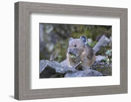 WA. American Pika, a herbivore related to rabbits, eats vegetation at Mt. Rainier NP.-Gary Luhm-Framed Photographic Print