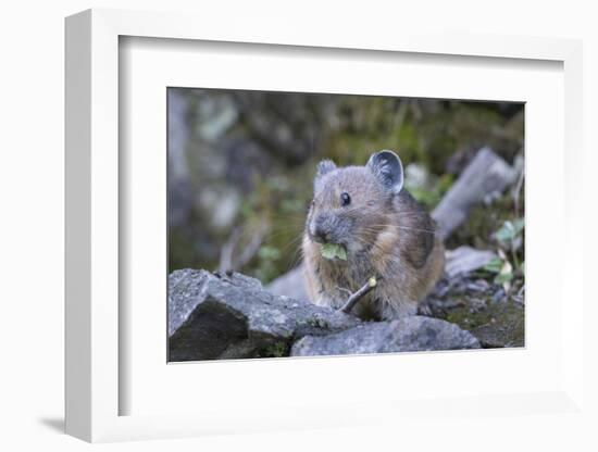 WA. American Pika, a herbivore related to rabbits, eats vegetation at Mt. Rainier NP.-Gary Luhm-Framed Photographic Print