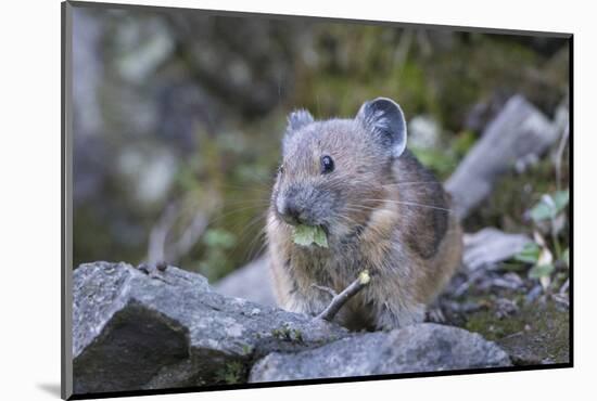 WA. American Pika, a herbivore related to rabbits, eats vegetation at Mt. Rainier NP.-Gary Luhm-Mounted Photographic Print