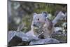 WA. American Pika, a herbivore related to rabbits, eats vegetation at Mt. Rainier NP.-Gary Luhm-Mounted Photographic Print