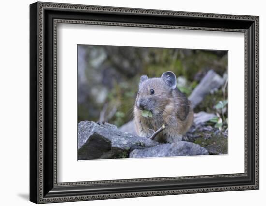 WA. American Pika, a herbivore related to rabbits, eats vegetation at Mt. Rainier NP.-Gary Luhm-Framed Photographic Print