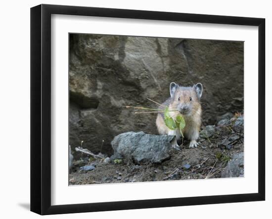 WA. American Pika (Ochotona princeps) harvests vegetation for winter cache at Mt. Rainier NP.-Gary Luhm-Framed Photographic Print