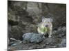 WA. American Pika (Ochotona princeps) harvests vegetation for winter cache at Mt. Rainier NP.-Gary Luhm-Mounted Photographic Print