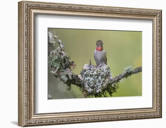 WA. Anna's Hummingbird (Calypte anna) female feeding two chicks at nest in Marymoor Park, Redmond.-Gary Luhm-Framed Photographic Print