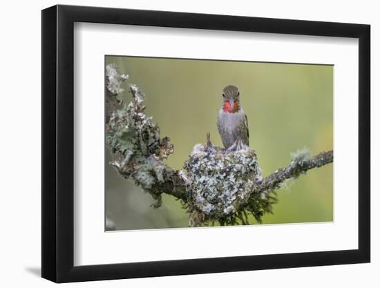 WA. Anna's Hummingbird (Calypte anna) female feeding two chicks at nest in Marymoor Park, Redmond.-Gary Luhm-Framed Photographic Print